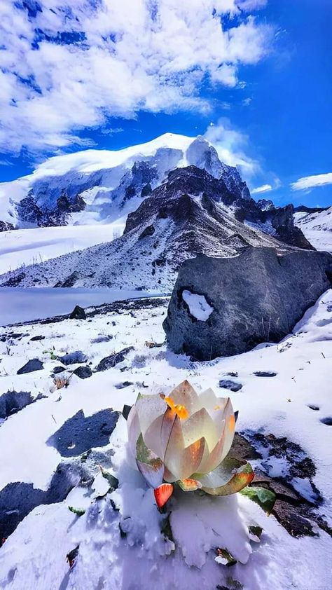 Snow Lotus, Urumqi, Royal Aesthetic, Tibet, Buddhism, Lotus, Flowers, Nature