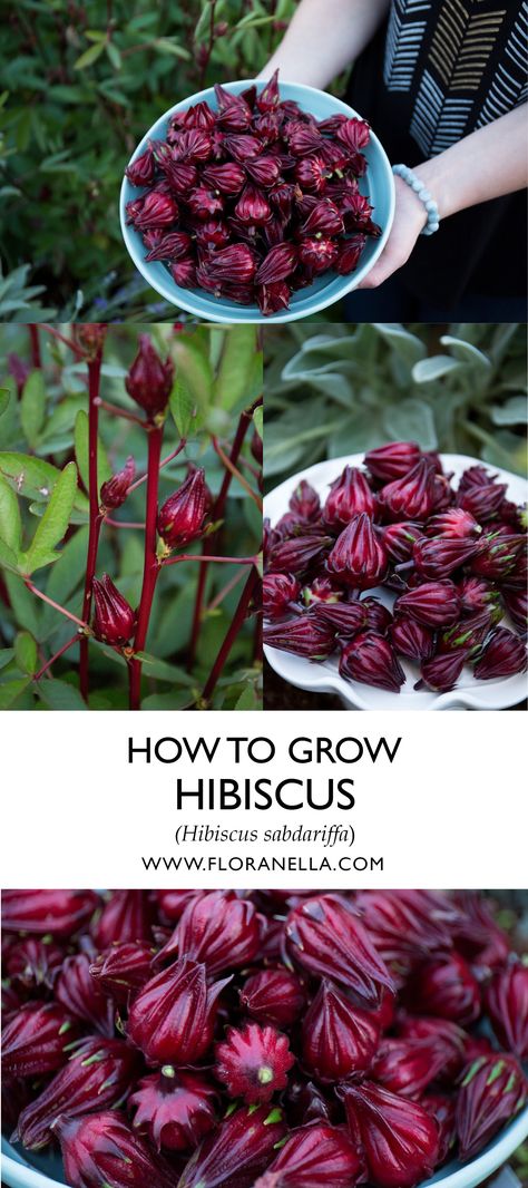 Hibiscus Herb, Hibiscus Roselle, Growing Spices, Roselle Hibiscus, Home Apothecary, Hibiscus Sabdariffa, Grow Herbs, Herb Gardening, Homestead Gardens