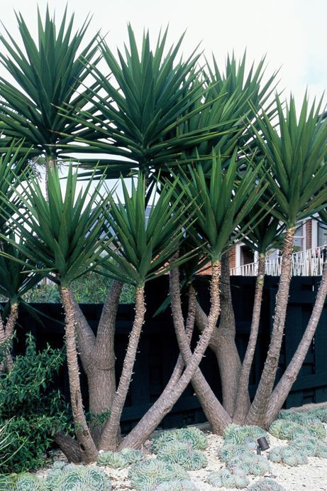 Greet Guests with Flowers. Flowers always make a home seem more welcoming. ... #landscaping #backyard #frontyard Yucca Plant, Succulent Landscaping, Dry Garden, Easy Landscaping, Desert Garden, Cactus Garden, Tropical Landscaping, Landscaping Plants, Desert Landscaping