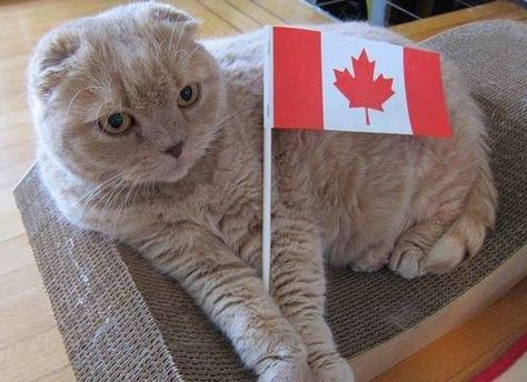 Happy Canada Day! Pretty Litter, Patriotic Cat, International Cat Day, Happy Canada Day, Canadian Flag, Pet Day, Funny Picture, Canada Day, Cat Health