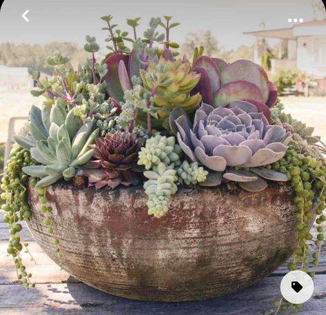 Succulent Bowl, Succulent Bowls, Succulent Landscape Design, Artificial Plants Indoor, Succulent Garden Design, نباتات منزلية, Succulent Landscaping, Succulent Garden Diy, 강아지 그림