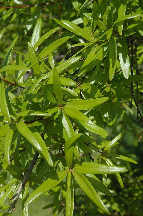 Willow Oak, Pine Garden, Zone 5, Garden Trees, Landscaping Plants, All About Plants, Oak Tree, Trees And Shrubs, Fast Growing