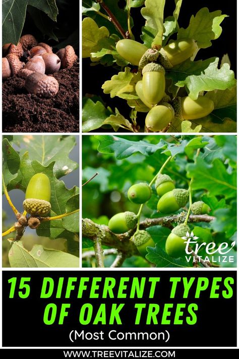 15 Different Types of Oak Trees (Most Common) Types Of Oak Trees, Oak Trees, Oak Tree, Different Types, Grapes, Trees, Yard