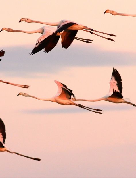 Camargue France, French Romance, Alex A, Global Entry, Planet Love, Roman City, Animal Magic, White Horses, Sea Birds