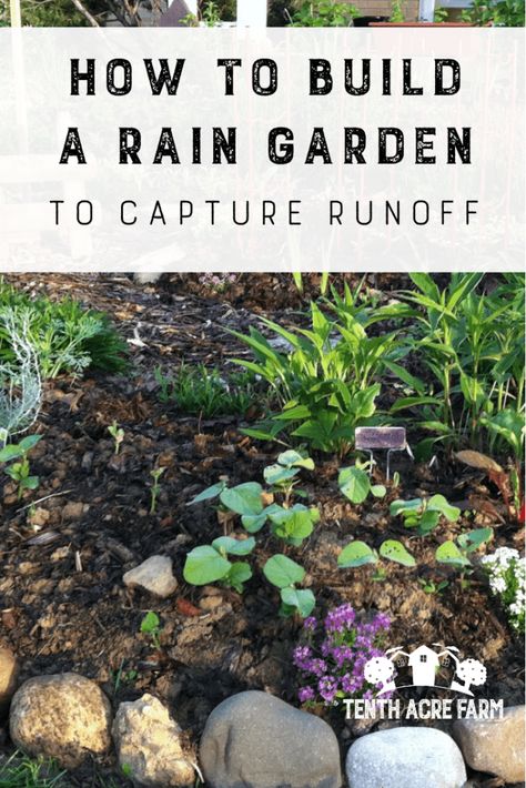 Rain Scaping, Rain Garden Design, Rain Gardens, Types Of Mulch, Yard Drainage, Bog Plants, Prairie Planting, Compost Soil, Shade Gardens