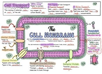 Doodle notes and presentation to walk your class through the components of the cell membrane. This lesson goes through phospholipids, polarity, and types of membrane proteins. It ends with by introducing cell membrane processes (cell transport).Links to Doodle Notes and the answer key/example are on the last slide of the presentation. Cell Transport Notes, Living Environment Notes, Cell Membrane Model Projects, Cell Membrane Notes, Macromolecules Biology, Cell Notes, Membrane Potential, Cell Biology Notes, Teaching Cells