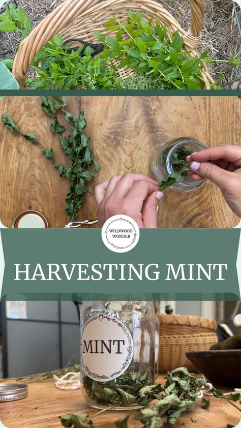 Grow, Harvest, & Preserve Mint Preserving Mint, Grow Mint, Herb Labels, Herb Jar, Mint Plants, Mushroom Coffee, Pint Jars, Local Honey, Chocolate Mint