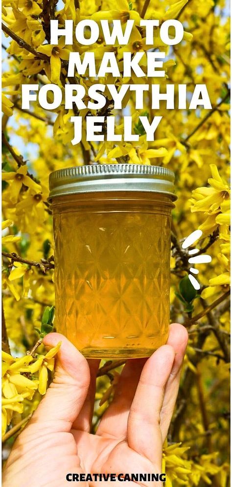 Learn how to make forsythia jelly, a bright addition to edible flowers recipes. This guide offers a simple way to transform the vibrant blooms of forsythia into a delightful, homemade jelly that embodies the essence of spring. A beautiful way to preserve the fleeting flavors of the season. Dive into more water bath canning recipes and edible flower delights at creativecanning.com Forsythia Jelly Recipe, Wild Flower Jelly, Forsythia Recipes, Jelly Recipes For Canning, Canning Jelly Recipes, Forsythia Flower, Herbal Jelly, Canning Jelly, Fruit Jelly Recipe