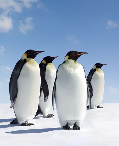 Emperor Penguins in Antarctica - A group of Emperor Penguins in their icy Antarctic home. #EmperorPenguins #Antarctica Group Of Penguins, March Of The Penguins, New Poetry, Write A Story, Personal Reflection, Emperor Penguin, Blank Journal, Take Notes, Cute Penguins