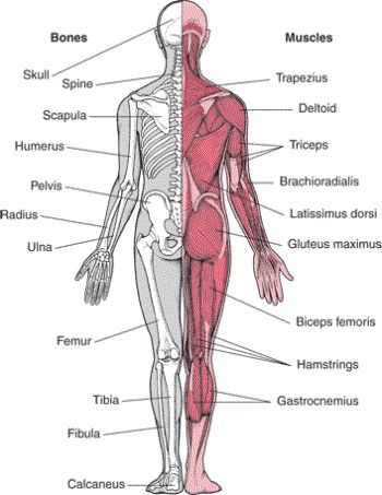 Musculoskeletal System Muscle Names, Muscular System Anatomy, Human Muscle Anatomy, Basic Anatomy And Physiology, Yoga Anatomy, Musculoskeletal System, Human Body Anatomy, Muscular System, Medical School Studying