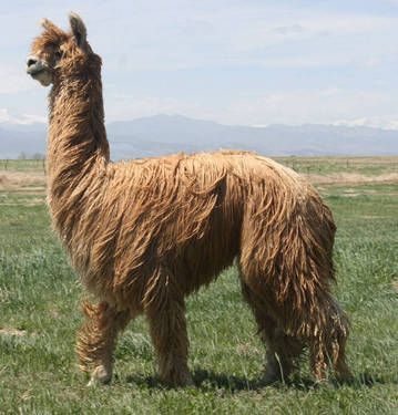 Raising Alpacas, Alpaca Baby, Animal Action, Alpaca Farm, Suri Alpaca, Llama Alpaca, Lovely Creatures, Incredible Creatures, Alpaca Fiber