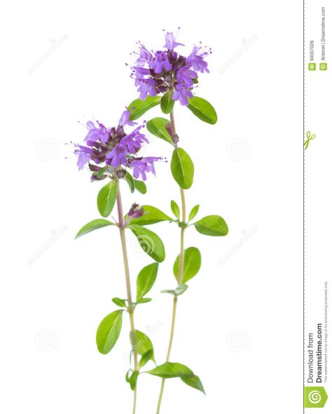 Thymus Serpyllum, Thyme Herb, Wild Thyme, Thyme Flower, Thyme Plant, Thyme, Paint Party, Drawing Inspiration, Small Tattoos