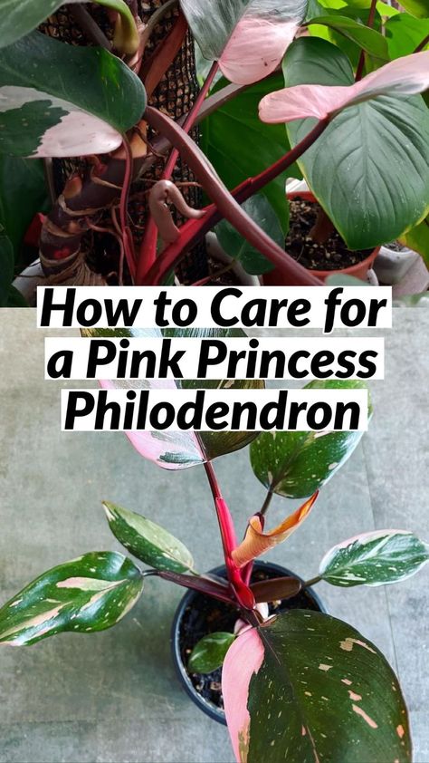 How to Care for a Pink Princess Philodendron Pink Princess Philodendron Propagation, Pink Princess Philodendron, Philodendron Care, Princess Philodendron, How To Split, Lucky Plant, Princess Flower, Pink Plant, Bonsai Garden