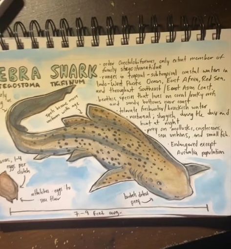 Marine Animal Drawings, Shark Biologist Aesthetic, Mako Shark Drawing, Shark Diagram Aesthetic, Shark Sketchbook Page, Marine Biology Notebook, Shark Research, Shark Notebook, Oceanography Marine Biology