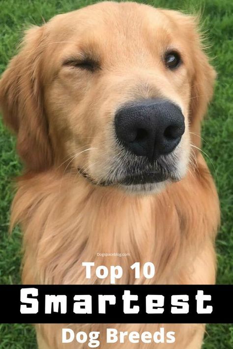 The top 10 smartest dog breeds are characterized with their quick mind and intelligence. Here is a list of 10 of the most intelligent dogs. High Energy Dog Breeds, Smart Dog Breeds, Healthiest Dog Breeds, Best Small Dog Breeds, Smart Dogs, Best Small Dogs, Family Friendly Dogs, Hound Dog Breeds, Working Dogs Breeds