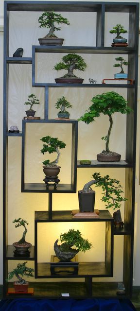 Bonsai ingenioso Bonsai Indoor, Bonsai Display, Ficus Bonsai, Jade Bonsai, Support Pour Plante, نباتات منزلية, Bonsai Art, Miniature Trees, Plant Stand Indoor