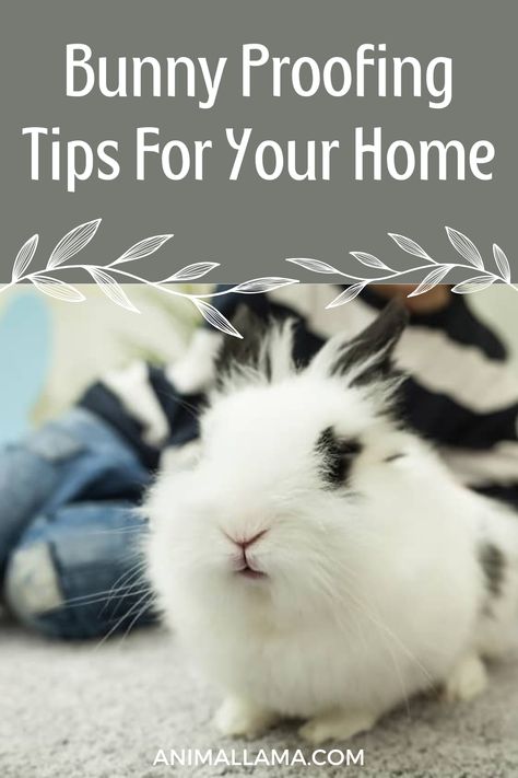 If you're new to keeping pet rabbits, it's important to know how to bunny proof your home to protect yourself, your bunny, and your home from the damage caused by chewing. So, before letting your bunny roam around the house, make sure to implement these tips! Bunny Proofing, Indoor Bunny, Pet Rabbits, Baby Gates, Pet Gate, Home Safes, Pet Care Tips, Pet Rabbit, Protecting Your Home