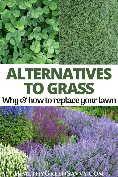 Looking for eco-friendly alternatives to a grass lawn? Grass alternatives can save money, time, and water while reducing the environmental impact of your yard. Converting some (or all!) of your lawn to these eco-friendly grass alternatives is easier than you might think. #grassalternatives #gardening | lawn alternatives | alternatives to grass | groundcovers | eco-friendly landscaping | ecological landscaping | No Upkeep Landscaping, Maintance Free Landscaping, Grass Free Yard, Grass To Garden Transition, No Water Landscaping Front Yards, Native Lawn Alternative, Bio Diverse Lawn, Instead Of Grass Lawn, Eco Friendly Landscaping Ideas