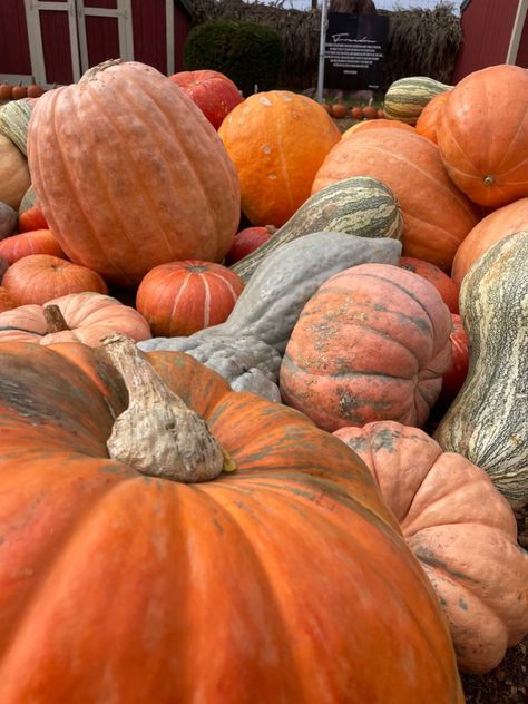 Beige Orange Aesthetic, Tis Autumn, Autumn Board, Fall Core, Fall Moodboard, Autumn Core, Pumpkin Girl, Orange Autumn, Fall Mood Board