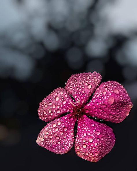 Dp Images, Water Drops, The Flowers, Water, Flowers, Pink, On Instagram, Instagram