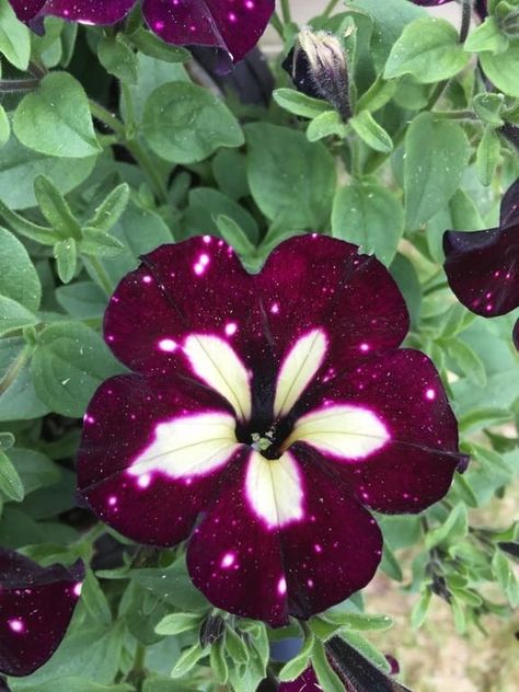 Glitches In Real Life, Night Sky Petunia, Holi Powder, Flowers Petals, Deep Space, Circle Shape, Petunias, Mind Blowing, Flower Petals