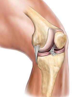 Your bones, joints, and muscles make up your muscular and skeletal systems. Learn about how they work together and about some common conditions that affect them. Knee Bones, Muscular System, Muscle Anatomy, Uric Acid, Body Posture, Hip Pain, Foam Roller, Human Anatomy, Knee Pain