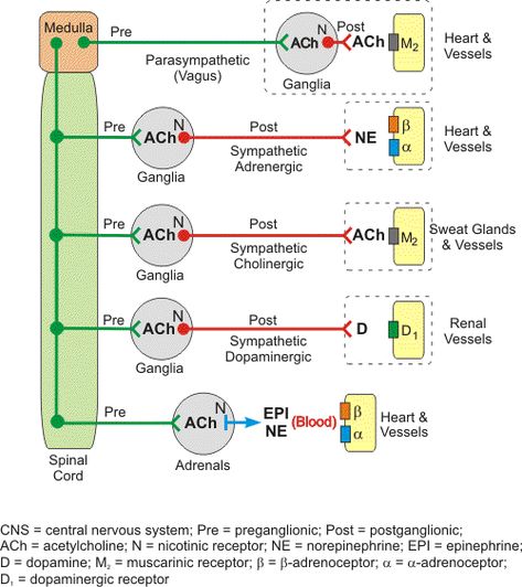 muscarinic vs nicotinic receptors | PHARMACOLOGY: AUTONOMIC NERVOUS SYSTEM(ANS) Anesthesia School, Nervous System Anatomy, Emt Study, Nurse Anesthesia, Vet Medicine, Pharmacy School, Pharmacology Nursing, Nursing School Survival, Medical School Studying