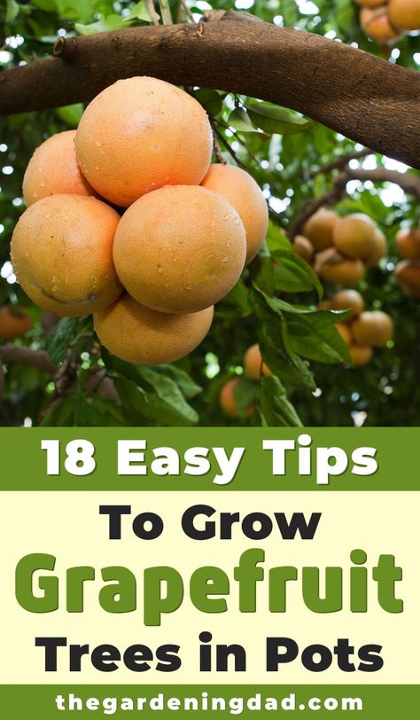 Are you interested in learning how to grow grapefruit trees in pots?  If so, this article will provide you with 18 EASY tips for growing grapefruit trees in pots!  #grapefruit #fruit #gardening Grapefruit Plant, Calabash Tree, Grapefruit Tree, Growing Citrus, Nut Trees, Growing Trees, Growing Fruit Trees, Natural Farming, Tree Garden