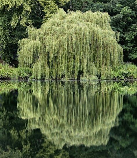 Weeping Willow Aesthetic, Riverlands Aesthetic, Garden Wild Flowers, Freetime Activities, Garden Wild, Luxurious Garden, Dreamy Decor, Willow Trees, Magnolia Park