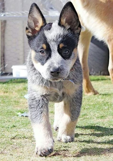 Blue Healer, Cattle Dog Puppy, Aussie Cattle Dog, Heeler Dogs, Austrailian Cattle Dog, Cattle Dogs Rule, Blue Heeler Puppies, Red Heelers, Heeler Puppies