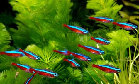 Everything you need to know about the tetra fish. Tetra Fish, Ikan Air Tawar, Neon Tetra, Tropical Fish Tanks, Tropical Freshwater Fish, Nano Aquarium, Freshwater Aquarium Fish, Fish Care, Live Fish