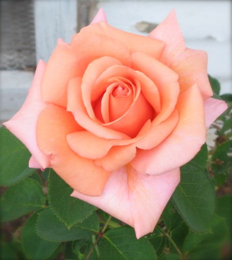 From the garden... a perfect peach rose for Creative Weekends #6... Rose Reference, Rose Gifts, Perfect Peach, Rose Peach, Peach Rose, Peach Roses, Floral Photo, Beautiful Rose Flowers, Perfect Pink