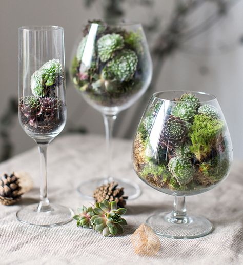 Small Succulent Garden, Wine Glass Decor, Beautiful Terrariums, Mini Terrarium, Geometric Planter, Succulent Garden Design, Succulent Garden Diy, Wine Glass Crafts, Glass Planter