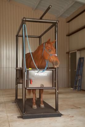 Horse Stock Horse Feed Room, Horse Stalls Doors, Dream Barn Stables, Equestrian Stables, Barn Layout, Large Animal Vet, Horse Barn Ideas Stables, Stable Ideas, Equine Care