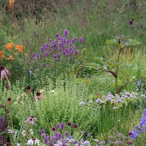 Adam Woodruff LLC on Instagram: "This morning in our stylized meadow on Redstone Lane. ABOUT: Adam Woodruff LLC We are an award-winning, design consultancy catering to discerning clientele who value environments that are exceptional and engaging. Our contemporary designs define space and artfully blend plants in new ways. We work throughout the United States, on a range of projects including city, suburban and country gardens, large estates and commercial properties. Our unique and enduring s Stylized Meadow, Adam Woodruff, Country Gardens, Contemporary Designs, Country Gardening, This Morning, Contemporary Design, Award Winning, Yard