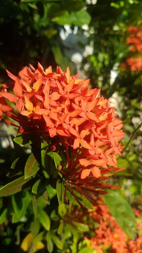 Ixora Flower, Ixora Coccinea, Flowers Photography Wallpaper, Summer Goals, Photography Wallpaper, Nature Aesthetic, Flowers Photography, Nature Photography, Plants