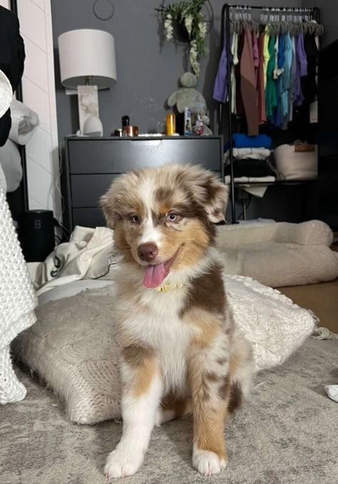 Mini Australian Shepherd Blue Merle, Brown And White Australian Shepherd, Mini Aussie Full Grown, Australian German Shepherd, Aussie Doodle Puppy, Aussie Doodle, Mini Aussiedoodle, Mini Aussie Puppy, Mini Australian Shepherd