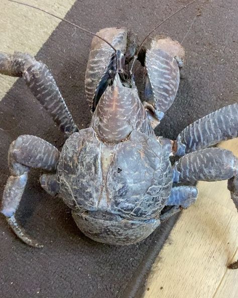 Romanne 🦖 (@romanne_c) posted on Instagram • Mar 9, 2020 at 12:31pm UTC Coconut Crab, Sense Of Smell, Reef Tank, Exotic Fish, Super Cute Animals, Weird Creatures, Reasons To Smile, Animals Of The World, Sea Animals