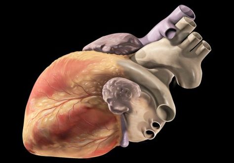 Watch Lab-Grown Heart Tissue Beat On Its Own [Video] | Popular Science 3d Printed Heart, Pig Heart, Apple Watch Wristbands, Free Textbooks, Heart Anatomy, Heart Rhythms, Autonomic Nervous System, New Heart, Cardiovascular System