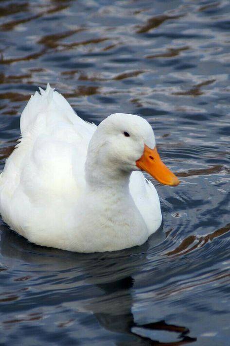 Pekin Duck, Duck Pictures, Duck And Ducklings, Duck Photo, What The Duck, Pet Ducks, Cute Ducklings, Water Birds, Waterfowl Hunting