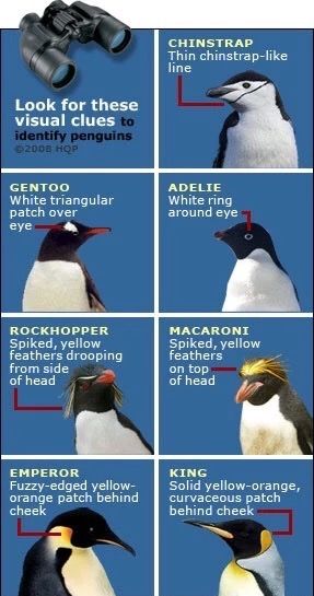 Penguins: Visual ID Antarctica Activities, Types Of Penguins, Bar Pictures, Penguin Facts, All About Penguins, Penguin Pictures, Penguin Species, Types Of Birds, Polar Animals