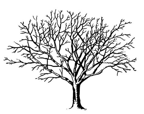 tree no leaves image Tree Clipart, Bare Tree, Graphics Fairy, Oak Tree, Clip Art, Art