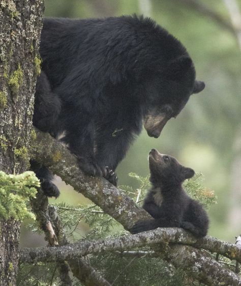 Father, Son Sentenced After Killing Mother Bear And Shrieking Cubs In Den | HuffPost Mother Bear, Black Bear Cub, Black Bears, Bear Cub, Black Bear, A Mother, Bears, I Love You, Love You