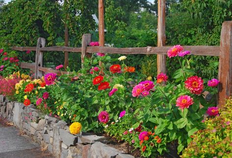 Deer Resistant Garden, Zinnia Garden, Plants That Attract Butterflies, Low Maintenance Shrubs, When To Plant, Zinnia Flowers, Cold Frame, Fresh Cut Flowers, Heirloom Seeds