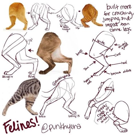 Feline Anatomy, Cat Drawing Tutorial, Cats Art Drawing, Cat Anatomy, Warrior Cat Drawings, Cat Reference, Cat Sketch, Warrior Cats Art, Drawing Cat