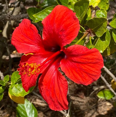 #flower #flor #tropicalflower #redflower #flowerpower #tropical #flordecolores #flowerinspo #floweraesthetic Red Tropical Flowers, Red Hibiscus, Tropical Flower, Tropical Flowers, Drawing Reference, Flower Power, Hibiscus, Drawings, Flowers