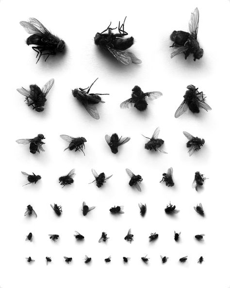 bzzzzzeeee !!!!! Things Organized Neatly, Eye Chart, Fly On The Wall, American Gods, Insect Art, Corporate Design, Identity Design, Editorial Design, Logo Inspiration