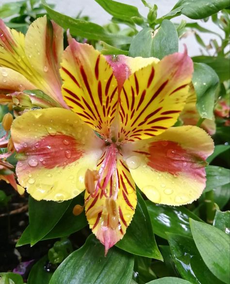 Alstroemeria Wedding, Alstroemeria White, Orange Alstroemeria Bouquet, Alstroemeria Purple, Yellow Alstroemeria, Orange Daylily, Flowers Last Longer, Peruvian Lilies, Flowers For Sale