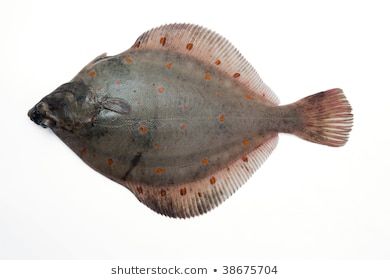 Flounder Fish Images, Stock Photos & Vectors | Shutterstock Flounder Fish, Blackened Catfish, Underwater Cartoon, Fish Sketch, Flounder Fishing, Sketch Icon, Countdown Clock, Drawn Fish, Fishing Photos