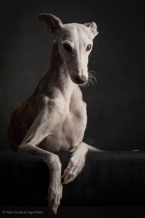 Dog Symbolism, Canine Anatomy, Cottage Goth, Regard Animal, Dog Expressions, Dog Anatomy, Greyhound Art, Whippet Dog, Dog Poses